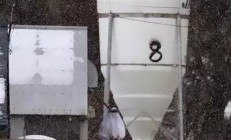 日本禽流感疫情防控現(xiàn)狀及未來(lái)應(yīng)對(duì)策略(日本禽流感2020)