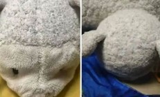 上海知名玩偶醫(yī)生掛號(hào)費(fèi)為何上漲至？