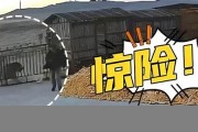 傷人老虎或來(lái)自俄羅斯，專家揭示真相 - 副本