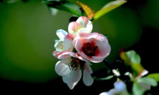 洛陽夫妻因廚房爆炸燒傷嚴(yán)重(河南洛陽燒傷事件真相)