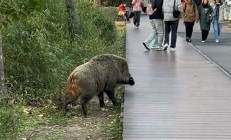 上海發(fā)生野豬攻擊人事件？假(上海動(dòng)物園野豬)