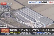 日本禽流感疫情爆發(fā)對全球禽類市場的影響(日本禽流感疫情爆發(fā)對全球禽類市場的影響論文)