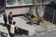 傷人老虎背后真相：專家認(rèn)為其源自俄羅斯