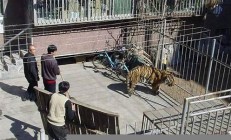 傷人老虎背后真相：專家認(rèn)為其源自俄羅斯