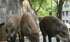 上海發(fā)生野豬攻擊人事件？假