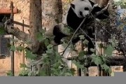 熊里熊氣的樹(shù)有什么特別之處？專家解讀