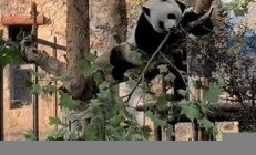 這樹看起來熊里熊氣的原因是什么？揭秘植物的生長特性(生活在樹上的熊)